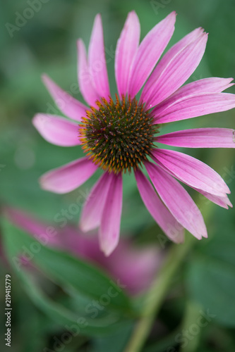 fleur echinacea en couleur de couleur rose et blanche sur fonds vert le matin en vue verticale