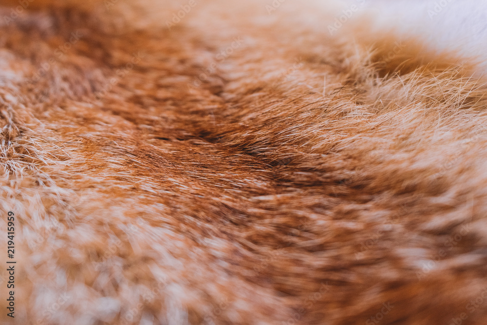 Fototapeta Closeup top view of fluffy texture of colorful real fox animal fur. Natural furry background. Horizontal color photography.