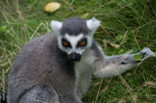 Single isolated ring tailed lemur animal holding a leaf in his hand and facing towards the spectator.