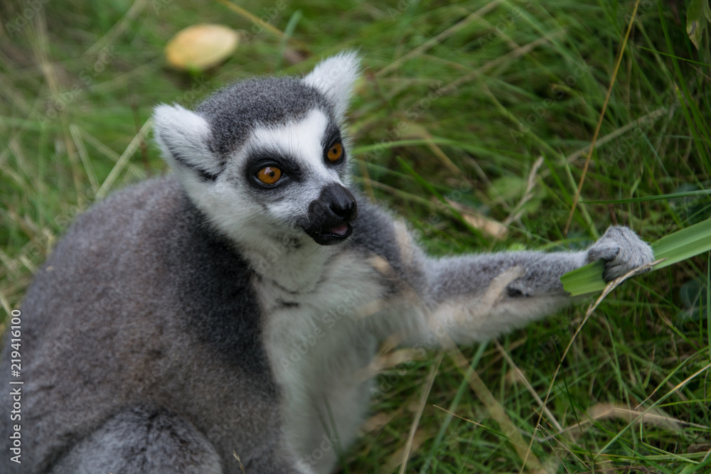 Single isolated lemur holding a leaf of the plant in his paw and facing the  right side of the photograph.