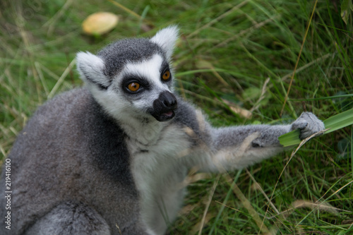 Single isolated lemur holding a leaf of the plant in his paw and facing the right side of the photograph.