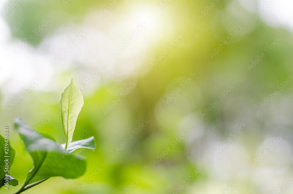 Green leaves have a background or wallpaper. Green leaves have a background or wallpaper.