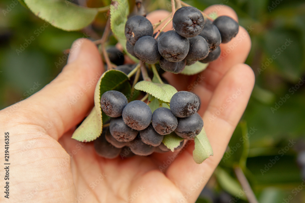 Black chaeburray berry grows