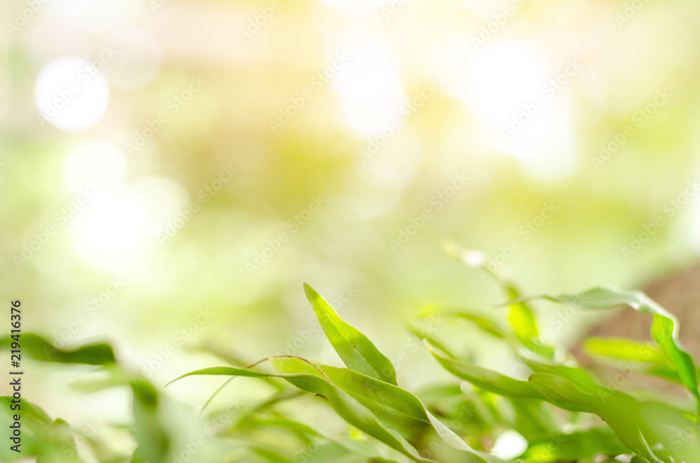 Green leaves have a background or wallpaper. Green leaves have a background or wallpaper.
