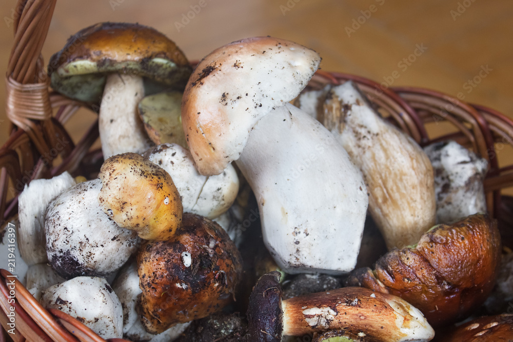 Boletus mushrooms in a basket. Fresh mushrooms close up.Mushroom's caps.
Boletus mushrooms in a basket. Fresh mushrooms close up.Mushroom's caps.