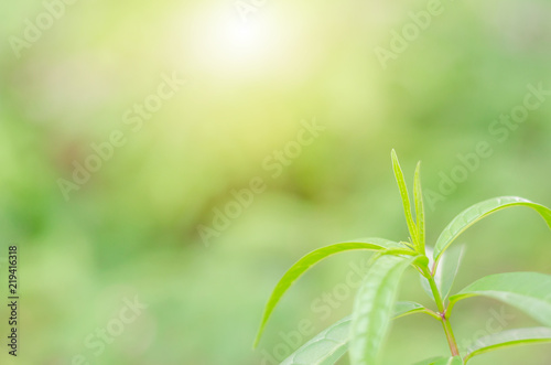 Green leaves have a background or wallpaper.