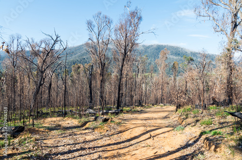 Fire access track through the forest near Marysville, Australia photo
