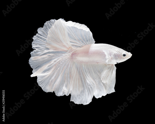 White Platt Platinum Fish .White siamese fighting fish, betta fish