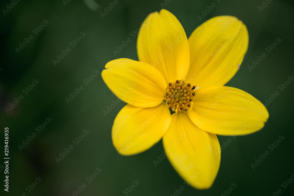 fleur jaune seul en plan rapproché sur fonds sombre et vert fleur jaune seul en plan rapproché sur fonds sombre et vert