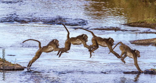 Photography Chacma baboon in Kruger National park, South Africa