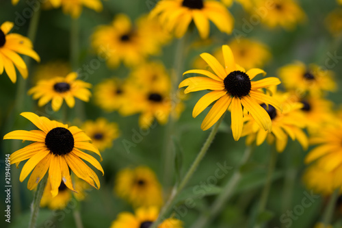 fleur jaune rudbeckia en   t   en couleur dans un jardin