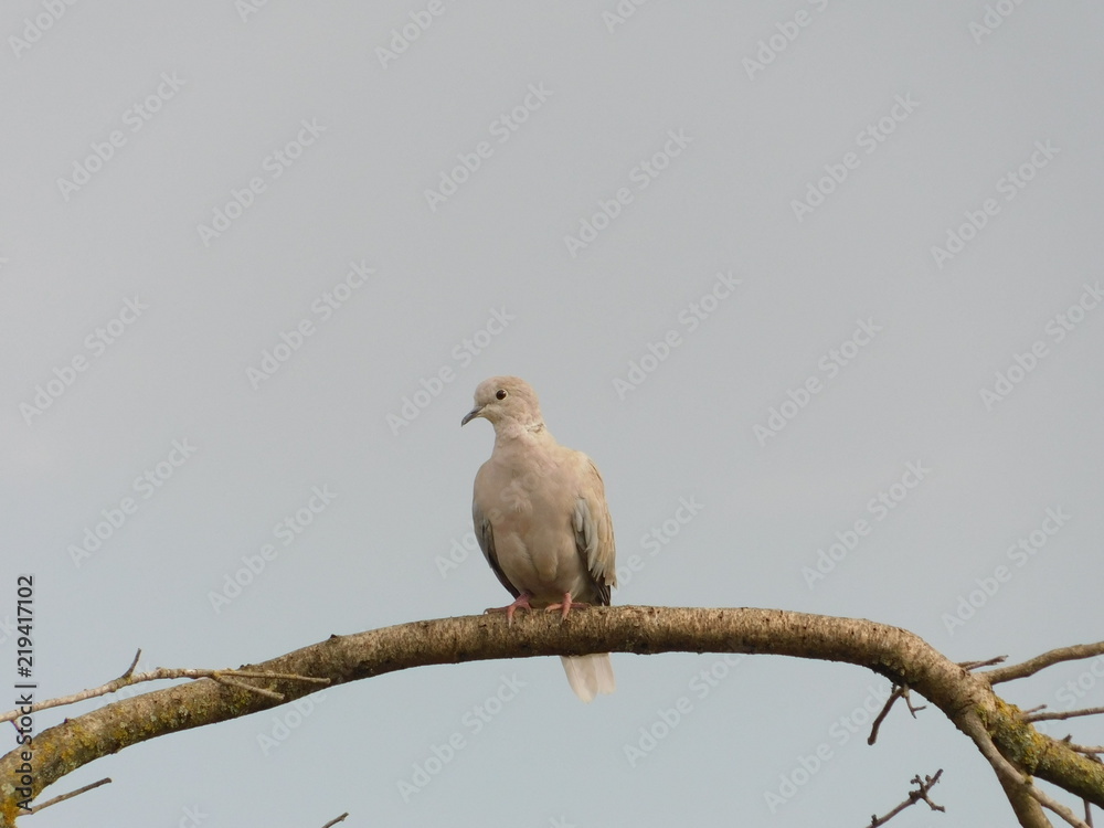 Fototapeta premium Wild Dove