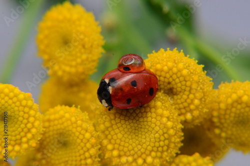 Ladybug with a drop