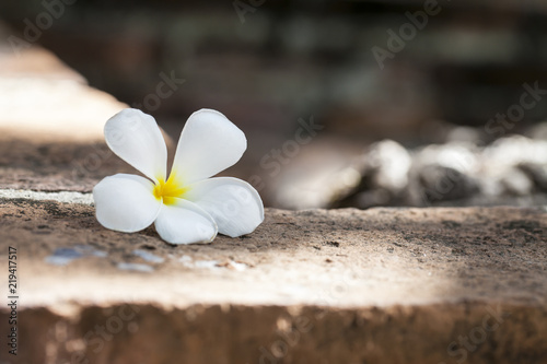 white frangipani (plumeria) spa flowers on rough stones © alexzeer