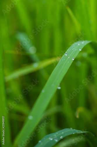Dew drops at the leaves and green background in the nature