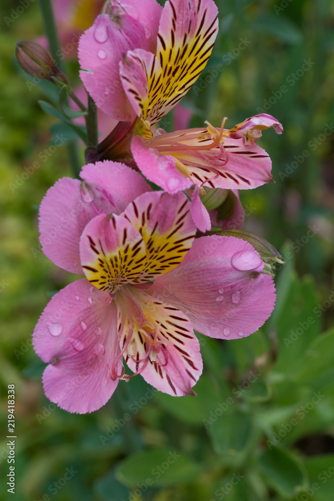 fleur rose et jaune blanche sur fonds vert en été dans un jardin le matin  Stock Photo | Adobe Stock