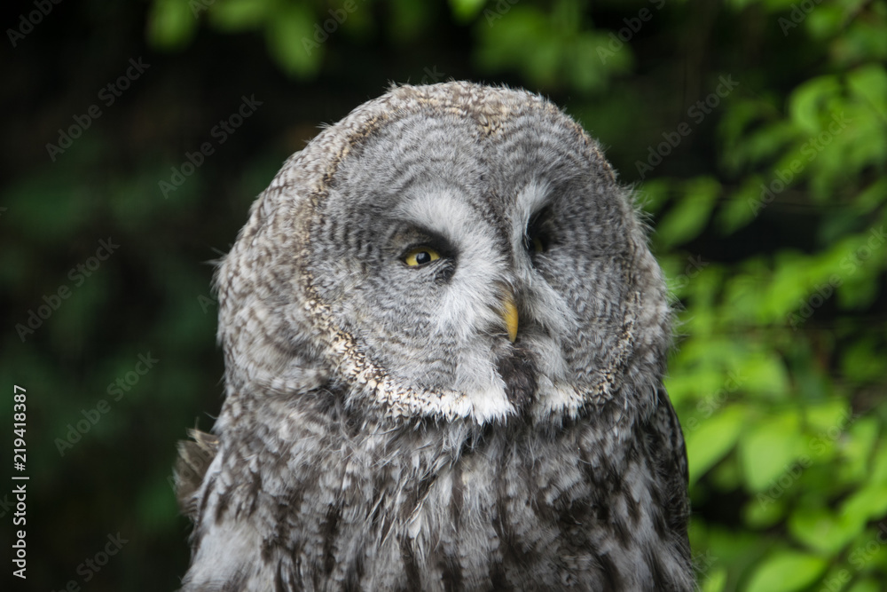 Close up of The Great grey owl facing his left, appearing to be angry Close up of The Great grey owl facing his left, appearing to be angry