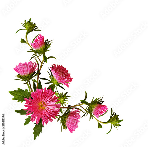 Aster flowers and buds in c...