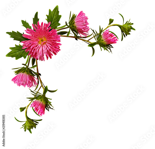 Aster flowers in corner arr...