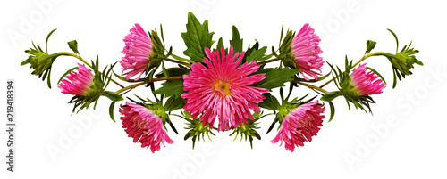 Aster flowers in line arran...