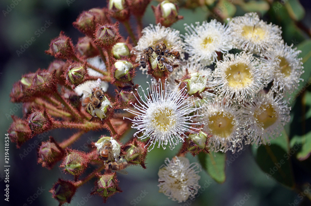 Honey bees swarming on opening flower buds of Angophora hispida (Dwarf Apple tree) in the Royal National Park, NSW, Australia Honey bees swarming on opening flower buds of Angophora hispida (Dwarf Apple tree) in the Royal National Park, NSW, Australia