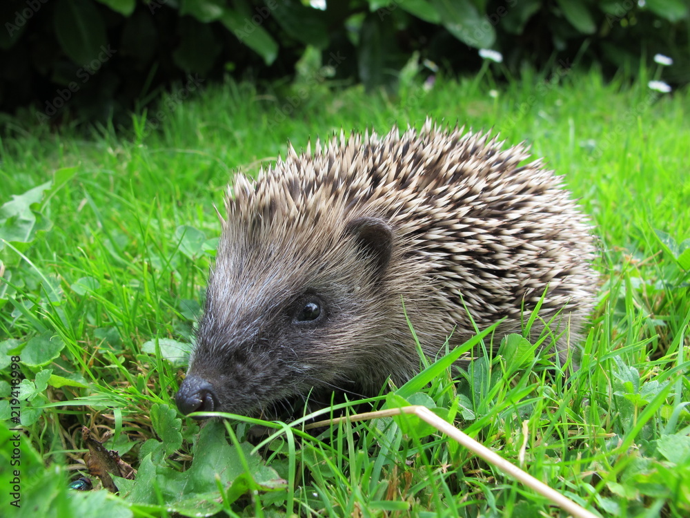 Hedgehog on Grass Hedgehog on Grass