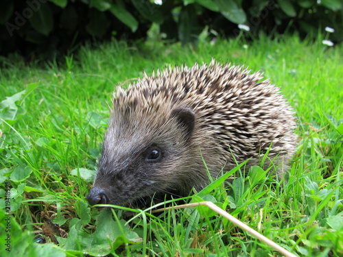 Hedgehog on Grass