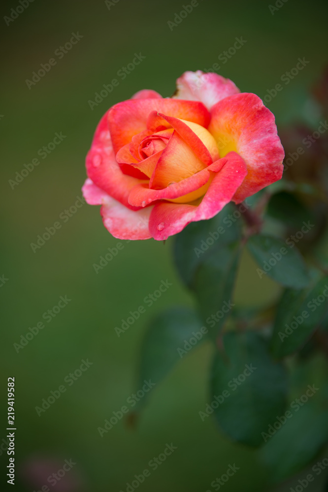 rose de couleur rose blanche et jaune  sur fonds vert en été dans un jardin en vue verticale