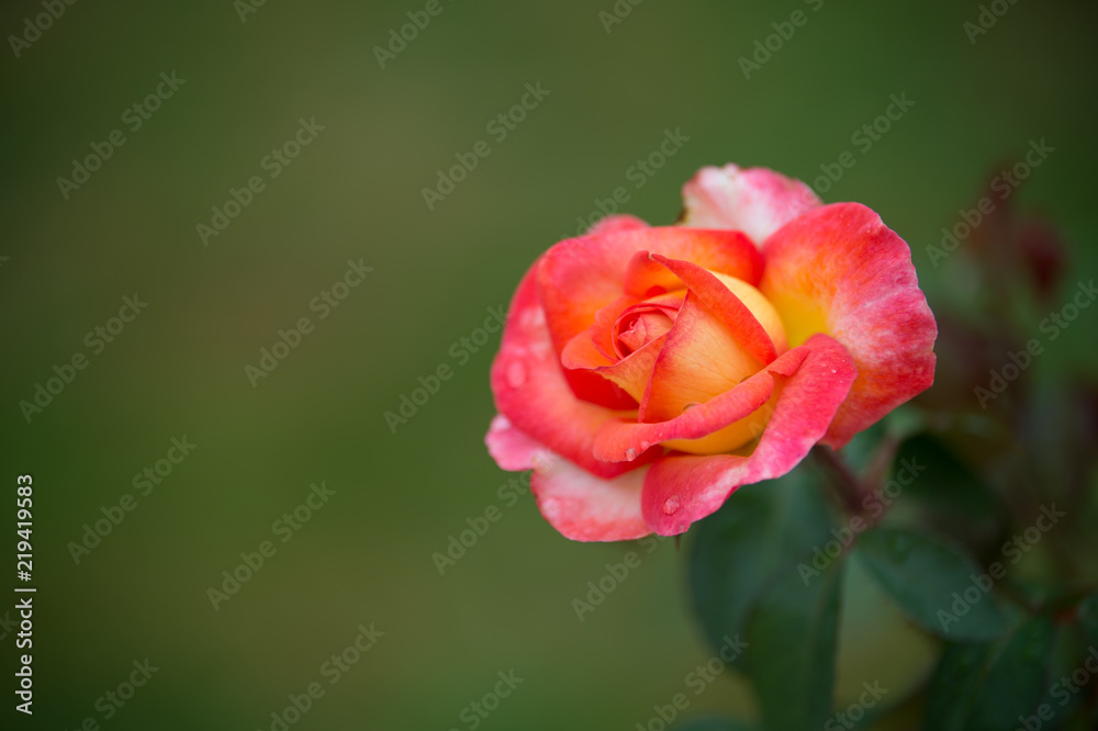 rose de couleur rose blanche et jaune sur fonds vert en été dans un jardin rose de couleur rose blanche et jaune sur fonds vert en été dans un jardin