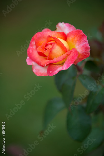 rose de couleur rose blanche et jaune sur fonds vert en été dans un jardin en vue verticale