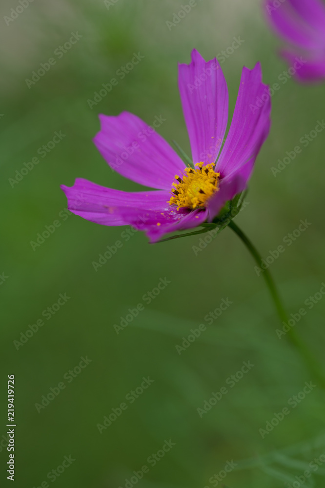fleur violette cosmos sur fonds vert dans le jardin en été le matin fleur violette cosmos sur fonds vert dans le jardin en été le matin