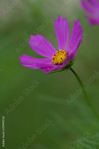 fleur violette cosmos sur fonds vert dans le jardin en été le matin