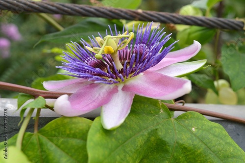 Blüte der Passionsblume (Passiflora) Nahaufnahme photo