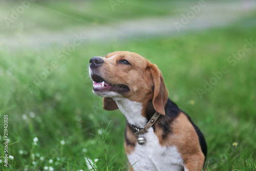 Portrait of beagle dog outdoor.