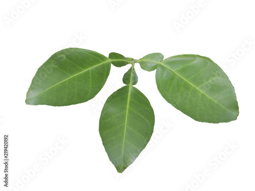 Lime leaves on  white background.