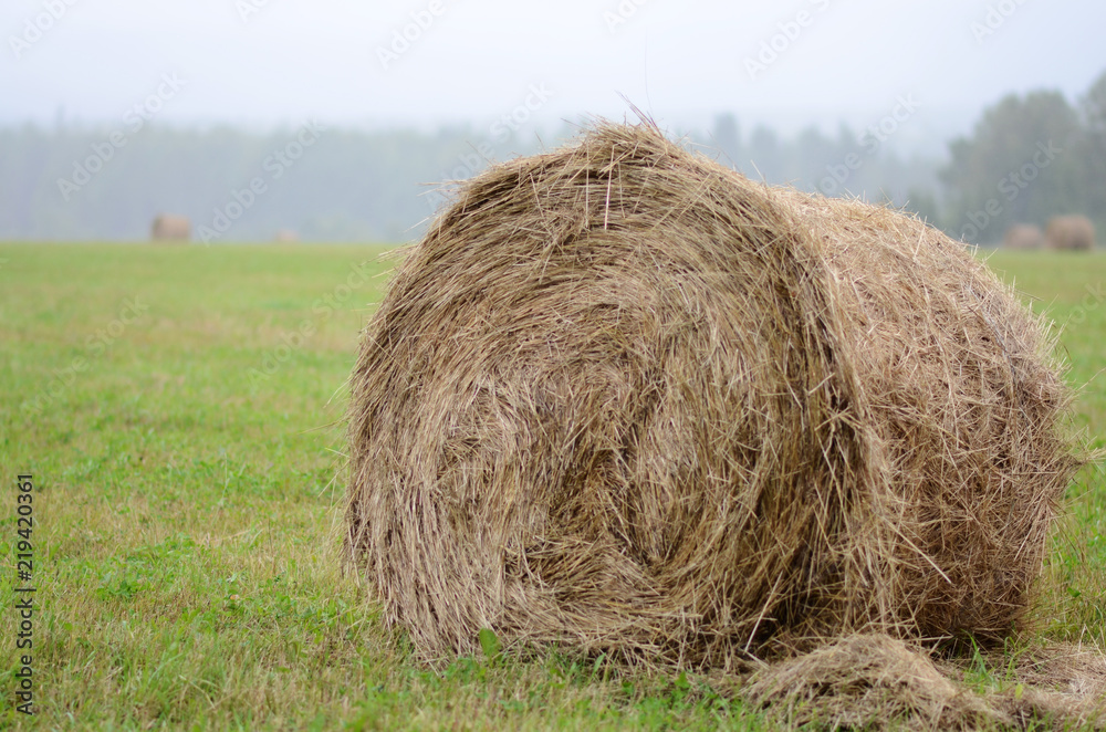 round haystacks in the field, August harvest round haystacks in the field, August harvest