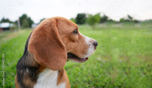 Portrait of  beagle dog outdoor on the green grass. © kobkik