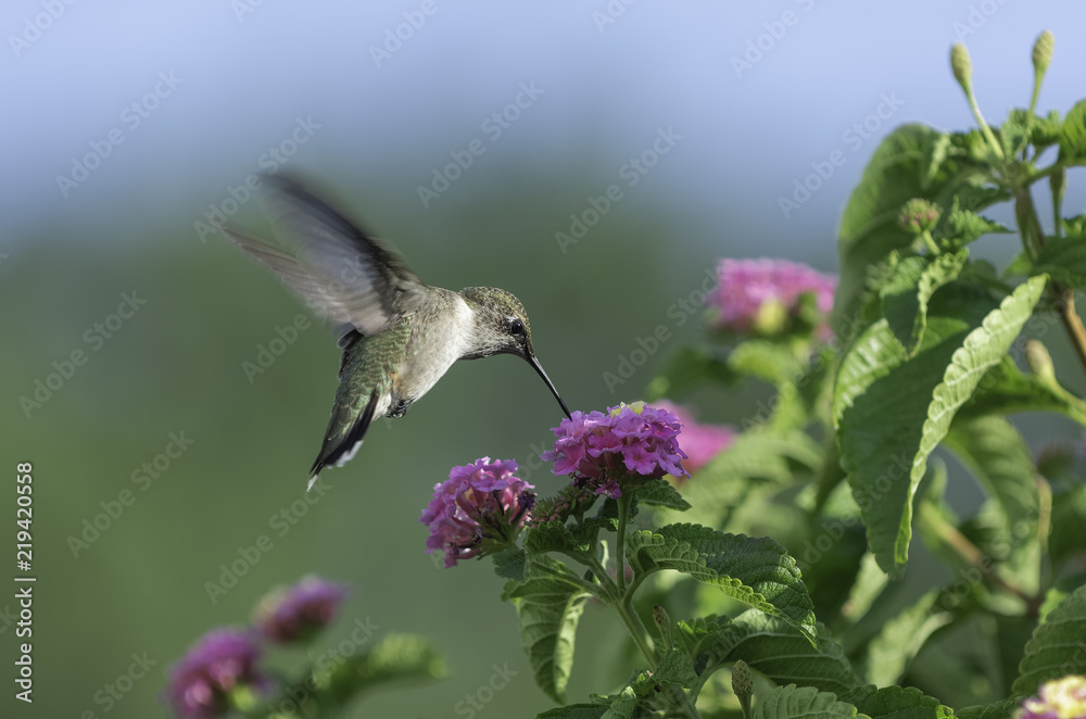 Fototapeta premium Lazy Day in the Lantana