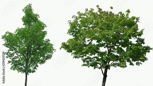 High quality 10bit footage of trees on the wind isolated on white background.  Perfect for compositing. Made from 14bit RAW