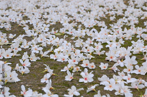 White Tung flowers blooming in May in Miaoli, Taiwan