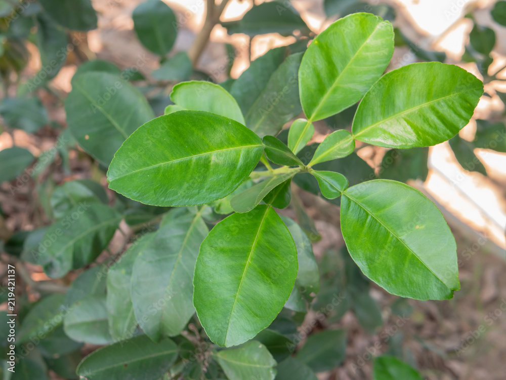 Lime leaves on  tree in graden.