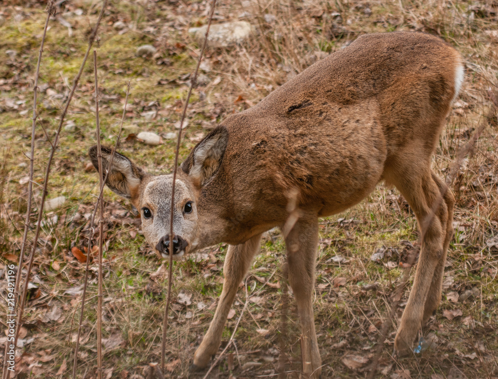White-tailed little deer, forest White-tailed little deer, forest