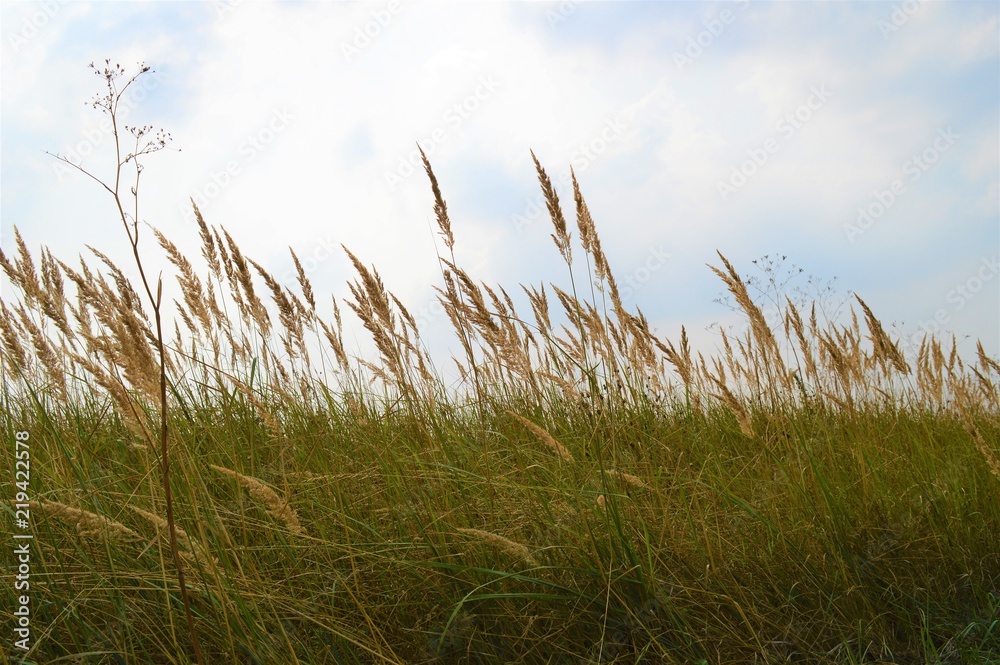 Fototapeta premium Blühendes Weidegras im Wind (Nahaufnahme