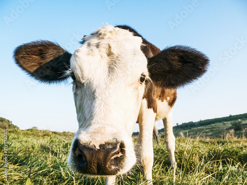 Cow calf in the field photo