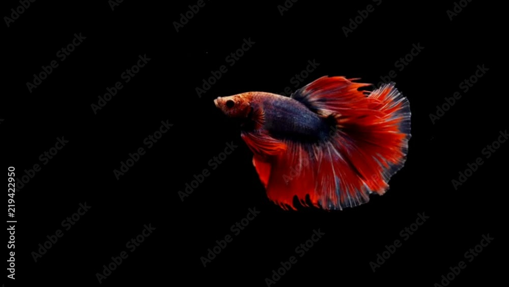 Super slow motion of vibrant Siamese fighting fish Betta splendens Super slow motion of vibrant Siamese fighting fish Betta splendens