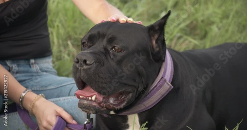 Close-up girl's hand stroking the dog's head. 