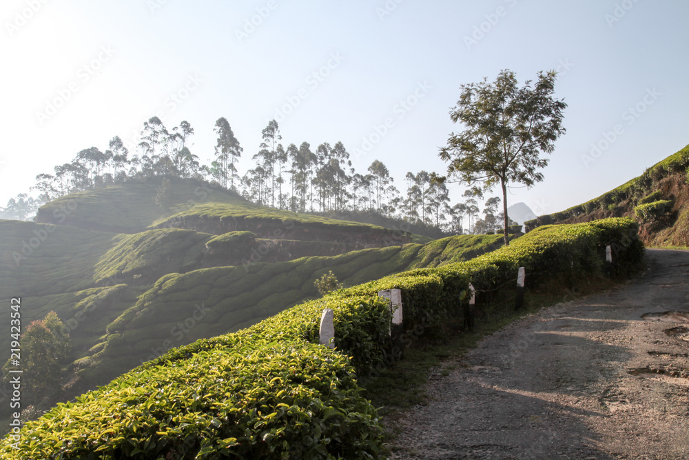 tea plantation, kodaikanal, tamil nadu, india