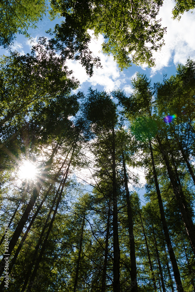 the sun breaks through the crown of trees the sun breaks through the crown of trees