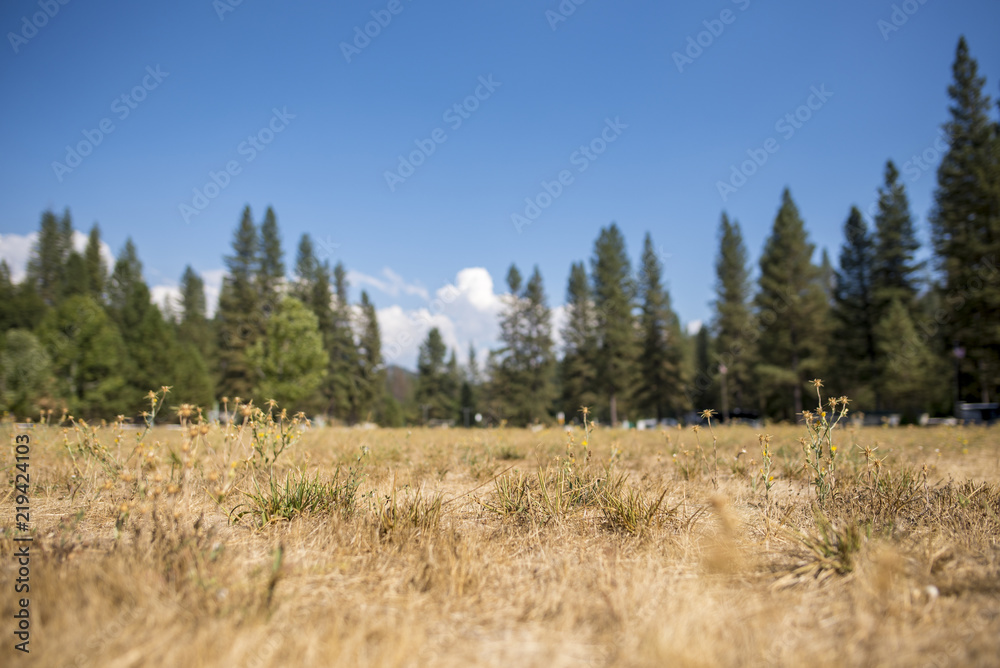 Yosemite Field Yosemite Field