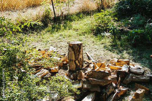 Birkenstamm und gespaltenes Brennholz im Garten